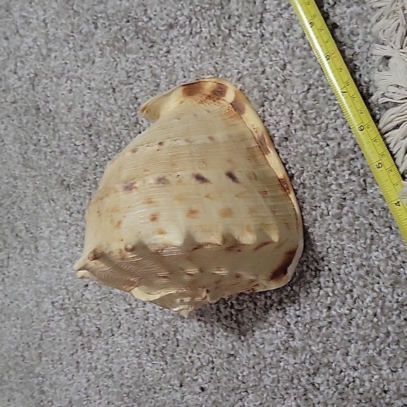 Queen Conch shell - Picture 4 of 8